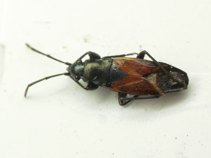 Pterotmetus staphyliniformis (Schilling, 1829)